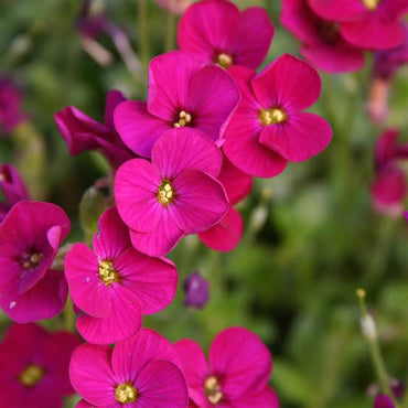 Pink Aubrieta Flower seeds for Planting - Low Maintenance, Heirloom & GMO Free Seeds for Home Garden