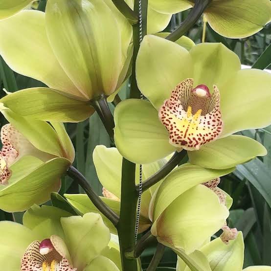 Light Green Cymbidium Orchid Flower seeds for Planting - Cut Flower Favorite, Heirloom & GMO Free Seeds for Home Garden
