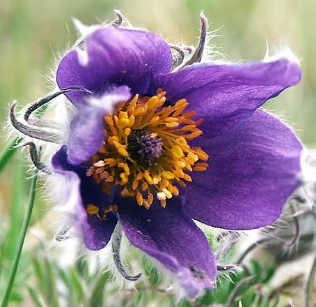 Purple Pasque Flower seeds for Planting - Seasonal Bloomer, Heirloom & GMO Free Seeds for Home Garden
