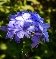 Light Purple Auriculata Flower seeds for Planting Low Maintenance Heirloom & GMO Free Seeds for Home Garden
 
 Sale