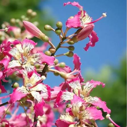 Chorisia Insignis Blütensamen zum Pflanzen – Hochwertige, traditionelle und gentechnikfreie Samen für den Hausgarten