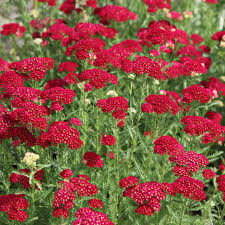 Red Achillea Flower seeds for Planting - Colorful Display, Heirloom & GMO Free Seeds for Home Garden