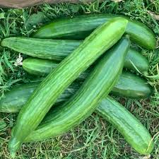 English Telegraph Cucumber Seeds for Planting – Heirloom, Non-GMO, Long Green Slicer, Easy to Grow