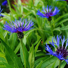 Bachelor Buttons Seeds – Double Blue Cornflower