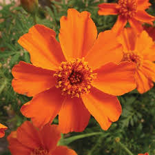 French Marigold 'Disco Orange' – Bright & Lively Garden Flower