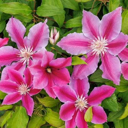 Pink Clematis Flower seeds for Planting Vibrant Colors Heirloom & GMO Free Seeds for Home Garden 
 
 Sale