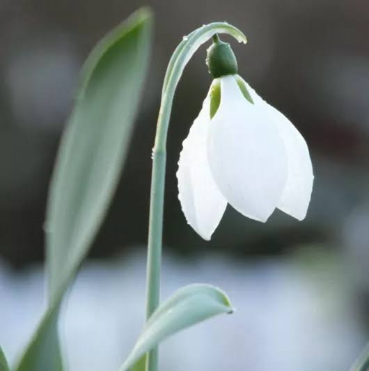 White Galanthus Flower seeds for Planting Easy to Grow Heirloom & GMO Free Seeds for Home Garden
 
 Sale