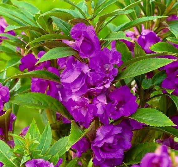 Lavender Balsamina Flower seeds for Planting - Hardy Variety, Heirloom & GMO Free Seeds for Home Garden