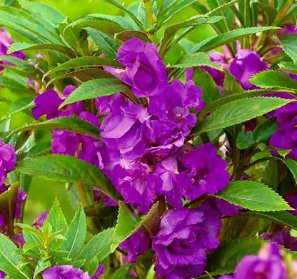 Lavender Balsamina Flower seeds for Planting - Hardy Variety, Heirloom & GMO Free Seeds for Home Garden