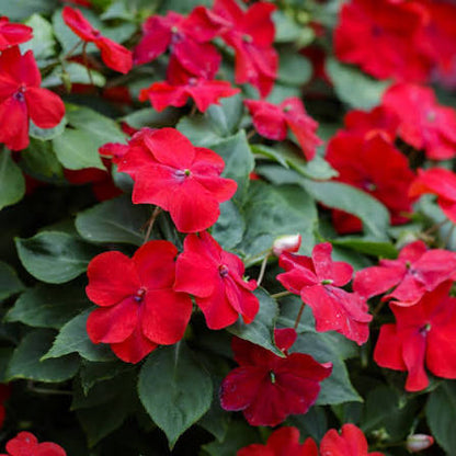 Walleriana Flower seeds for Planting - Cottage Garden Essential, Heirloom & GMO Free Seeds for Home Garden