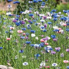 Bachelor Buttons Seeds – Pastel Mix Cornflower Blend