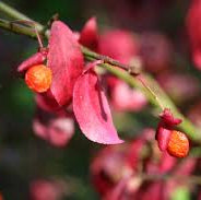 Burning Bush Shrub Seeds