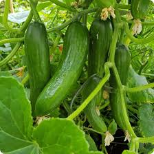 Organic Burpless Cucumber Seeds for Planting – Non-GMO, Smooth, Digestible, Easy to Grow