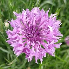 Bachelor Buttons Seeds – White Snowball Cornflower