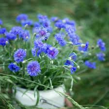 Bachelor Buttons Seeds – Classic Blue Cornflower