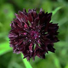 Bachelor Buttons Seeds – Black Ball Dark Maroon Cornflower