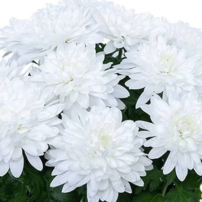白菊カリナタム花の種まき用 - 香り高い花、伝統種・遺伝子組み換えなしの家庭菜園用種子