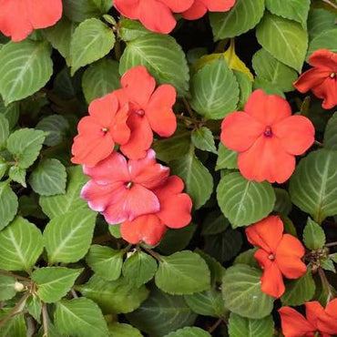 Walleriana Blumensamen zum Pflanzen – Unverzichtbar für den Bauerngarten, Erbstücksamen & GVO-freie Samen für den Hausgarten