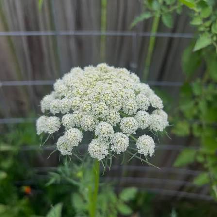 Carrot Flower seeds for Planting Compact Growth Heirloom & GMO Free Seeds for Home Garden