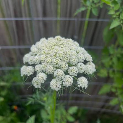 Carrot Flower seeds for Planting Compact Growth Heirloom & GMO Free Seeds for Home Garden