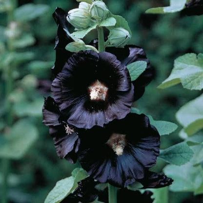 Black Hollyhock Flower seeds for Planting - Pollinator Friendly, Heirloom & GMO Free Seeds for Home Garden