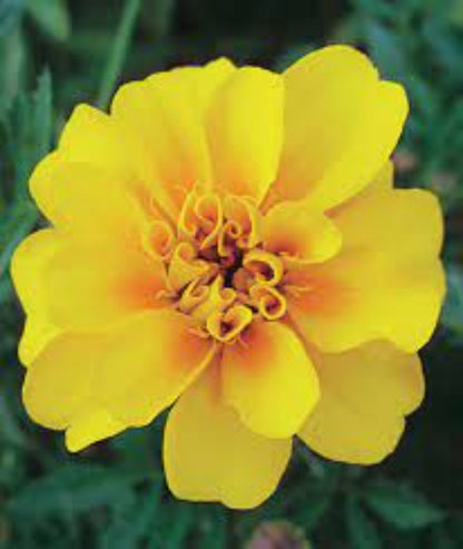 French Marigold 'Durango Yellow' – Bright & Cheerful Garden Flower