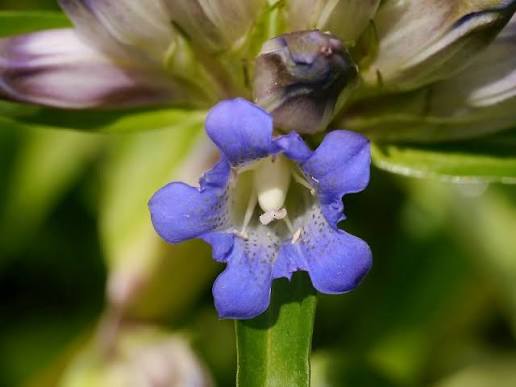 Gentiana Macrophylla Blütensamen zum Pflanzen – Hochwertige, traditionelle und gentechnikfreie Samen für den Hausgarten