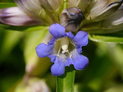 Gentiana Macrophylla Blütensamen zum Pflanzen – Hochwertige, traditionelle und gentechnikfreie Samen für den Hausgarten