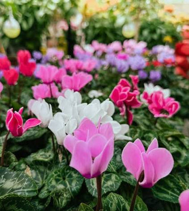 Persicum Flower seeds for Planting - Fragrant Blossoms, Heirloom & GMO Free Seeds for Home Garden