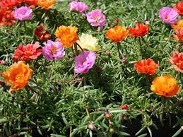 Moss Rose Flower Seeds