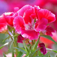Pink Godetia Flower seeds for Planting - Pollinator Friendly, Heirloom & GMO Free Seeds for Home Garden