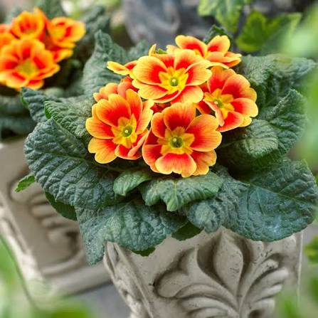 Orange Primrose Flower seeds for Planting - Sun Loving, Heirloom & GMO Free Seeds for Home Garden