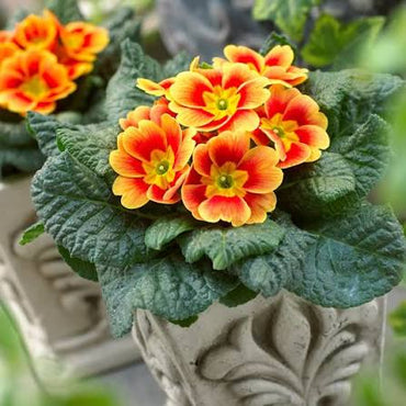 Orange Primrose Flower seeds for Planting - Sun Loving, Heirloom & GMO Free Seeds for Home Garden