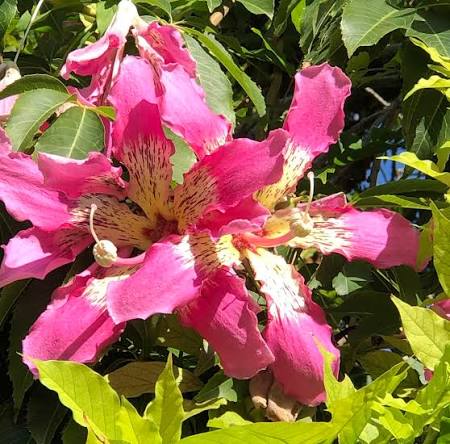 Chorisia Insignis Blütensamen zum Pflanzen – Hochwertige, traditionelle und gentechnikfreie Samen für den Hausgarten