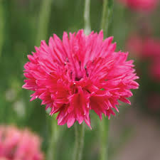 Bachelor Buttons Seeds – Pink Charm Cornflower