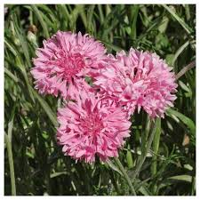 Bachelor Buttons Seeds – Pink Charm Cornflower