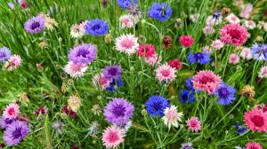 Bachelor Buttons Seeds – Pastel Mix Cornflower Blend