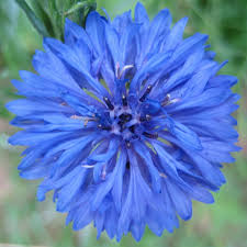 Bachelor Buttons Seeds – Mixed Colors Heirloom Variety