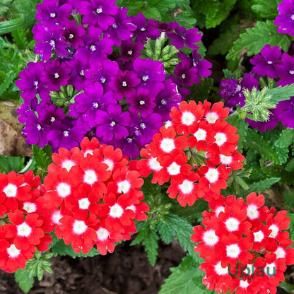 Mixed Verbena Flower seeds for Planting - Fragrant Blossoms, Heirloom & GMO Free Seeds for Home Garden
