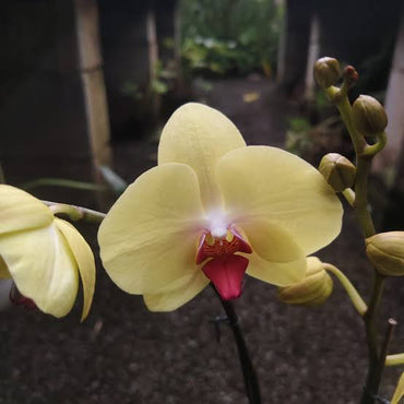 黄色の胡蝶蘭の花の種 植え付け用 香り高い花 家庭菜園向け 伝統種・遺伝子組み換えなしの種

販売中