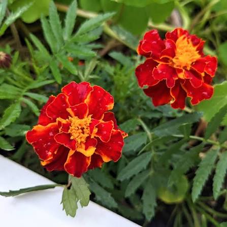Meroon Tagetes Patula Flower Seeds for Planting - Vibrant Annual Marigolds for Your Garden