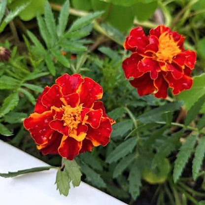 Meroon Tagetes Patula Flower Seeds for Planting - Vibrant Annual Marigolds for Your Garden