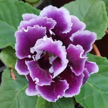 White Purple Gloxinia Flower seeds for Planting - Long Bloom Season, Heirloom & GMO Free Seeds for Home Garden