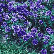 Verbena 'Blue Lagoon' Flowers Seeds