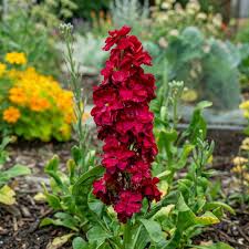 Red Matthiola Flower seeds for Planting - Fragrant Blossoms, Heirloom & GMO Free Seeds for Home Garden