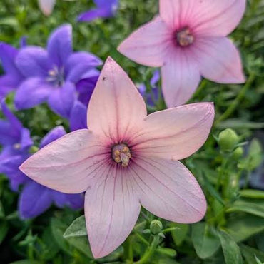Pink Balloon Flower seeds for Planting - Drought Tolerant, Heirloom & GMO Free Seeds for Home Garden