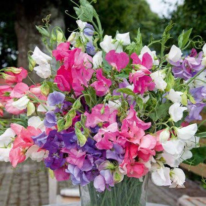 Lathyrus Odoratus Flower seeds for Planting - Wildflower Mix, Heirloom & GMO Free Seeds for Home Garden