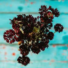 Bachelor Buttons Seeds – Black Ball Dark Maroon Cornflower