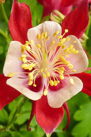 Canadian Columbine Flower Seeds