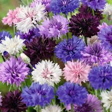 Bachelor Buttons Seeds – White Snowball Cornflower